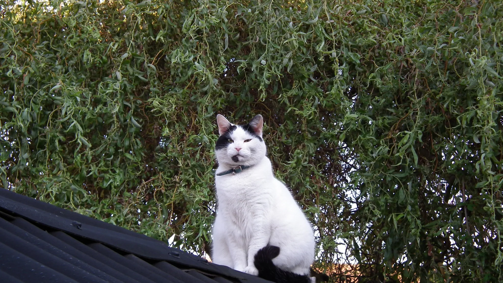 Marshall at his favourite look out   29 july (1)
